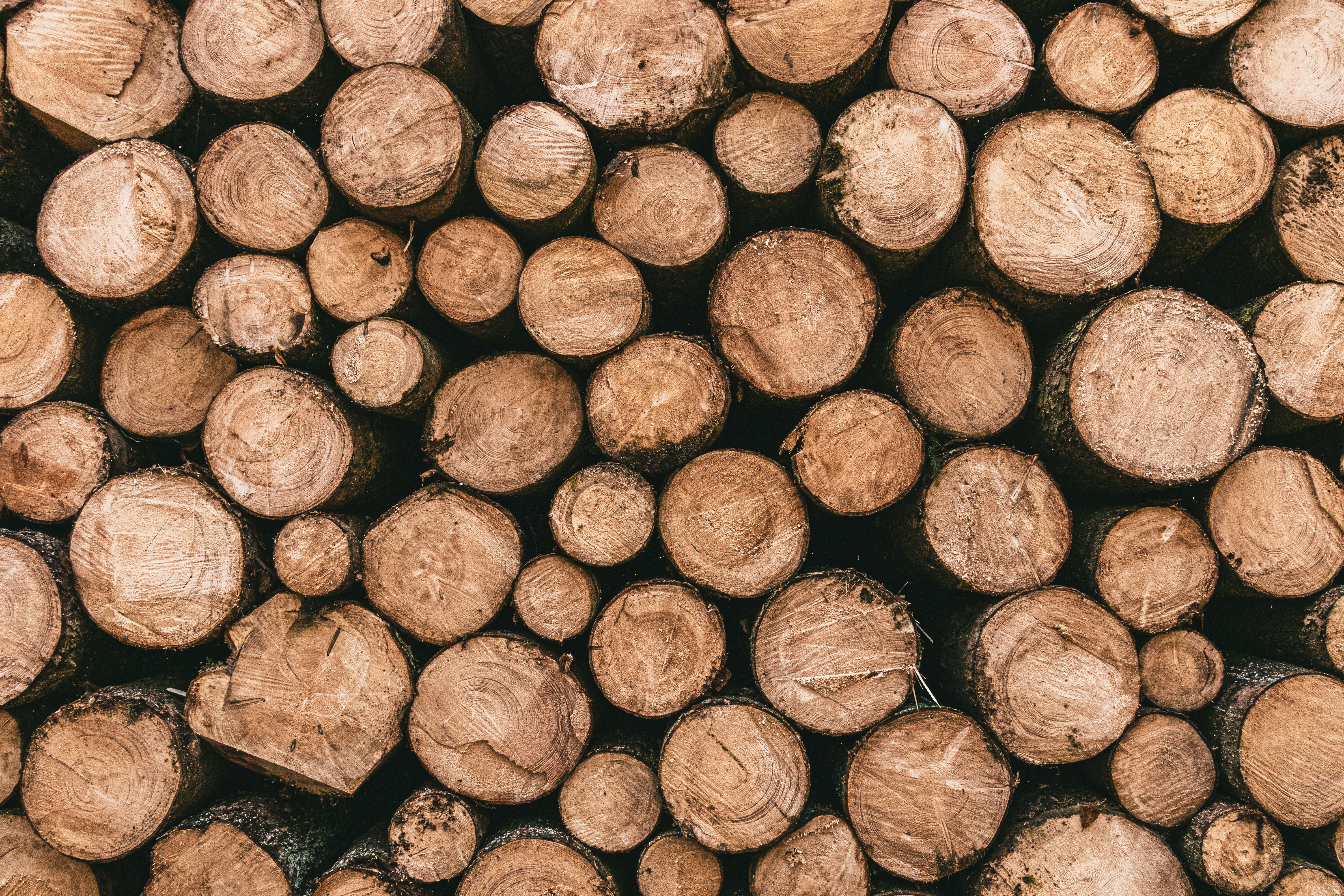 lignin blog post pic